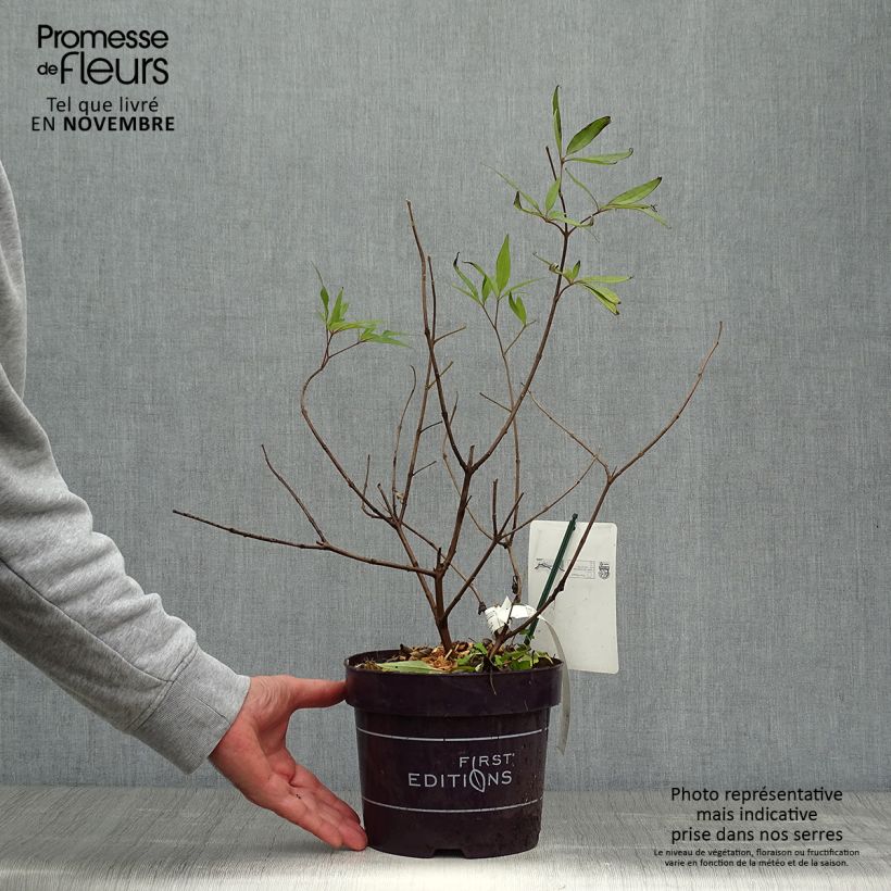 Amostra de Vitex agnus-castus Delta Blues Vaso de 3 L/4 L tal como entregue no outono