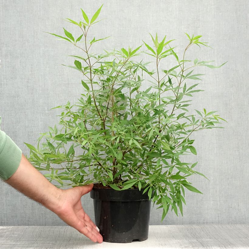 Amostra de Vitex agnus-castus Delta Blues Vaso de 3 L/4 L tal como entregue no verão