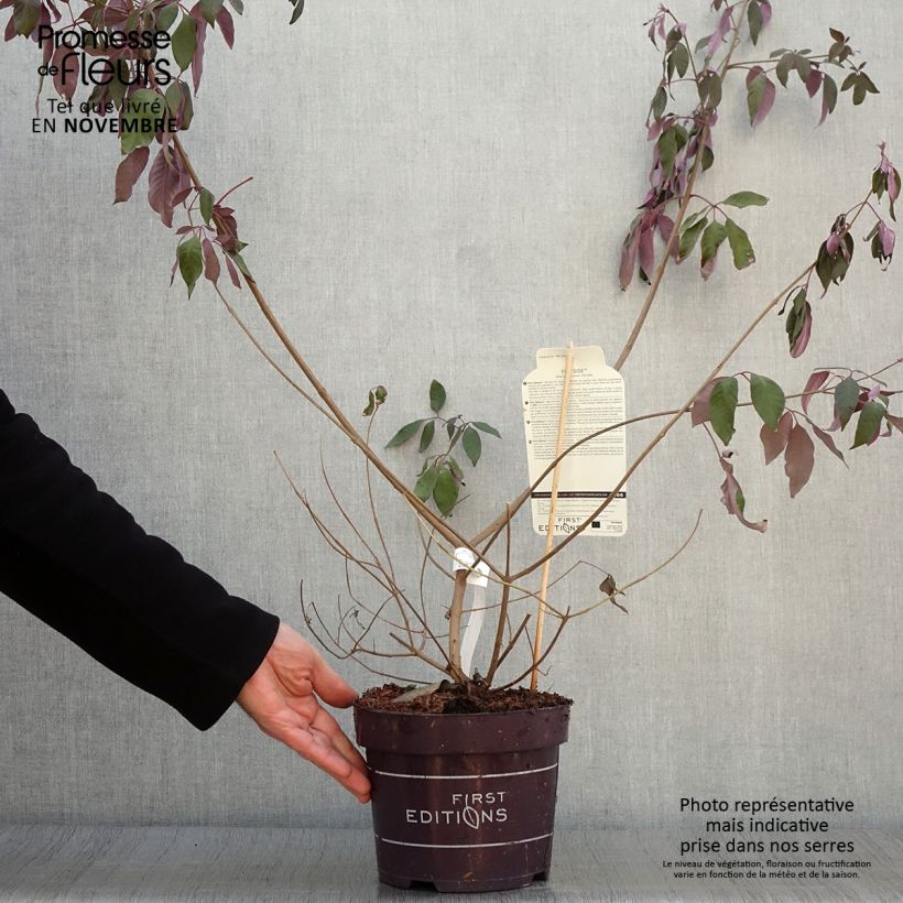 Amostra de Vitex agnus-castus Flip Side Vaso de 3 L/4 L tal como entregue no outono