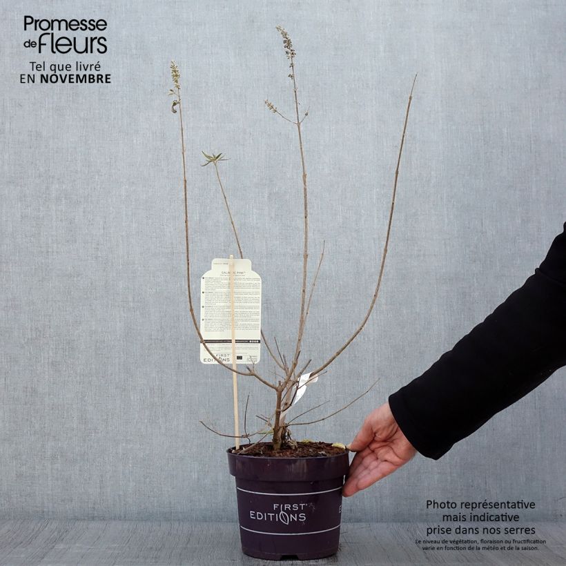 Amostra de Vitex agnus-castus Galactic Pink Vaso de 3 L/4 L tal como entregue no outono