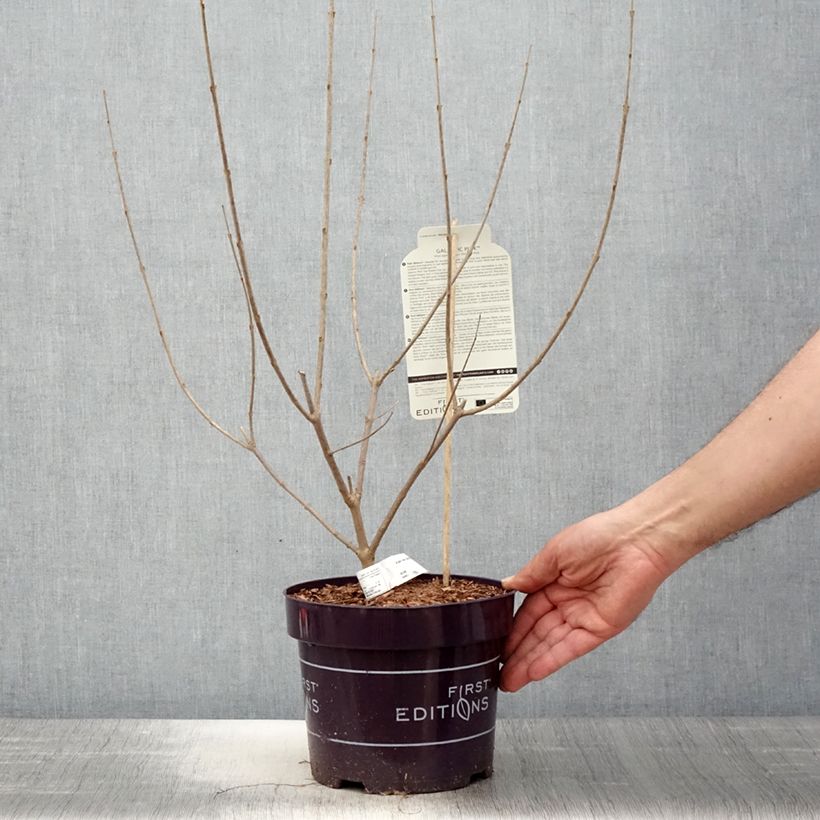 Amostra de Vitex agnus-castus Galactic Pink Vaso de 3 L/4 L tal como entregue na primavera