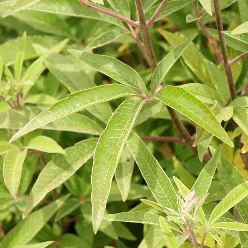 Vitex agnus-castus Galactic Pink (Folhagem)
