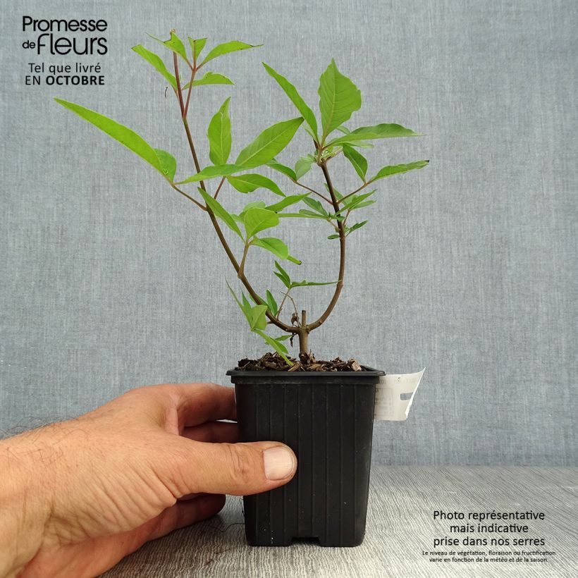 Amostra de Vitex agnus-castus Latifolia Vaso de 8/9 cm tal como entregue no outono