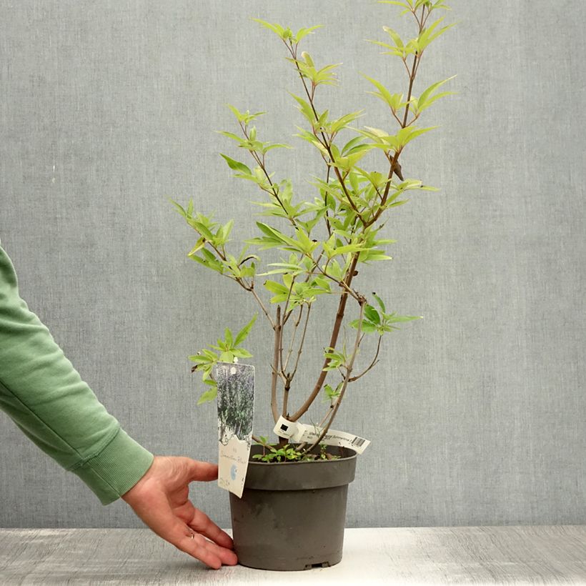 Amostra de Vitex agnus-castus Magical Summertime Blues Vaso de 2 L/3 L tal como entregue no verão