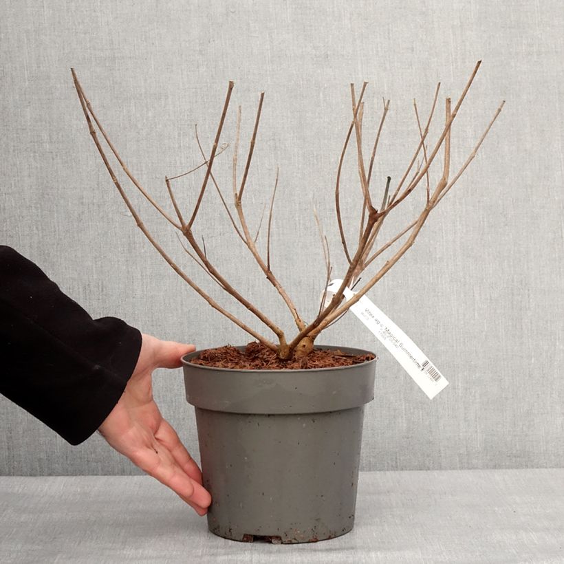 Amostra de Vitex agnus-castus Magical Summertime Blues - Gattilier Vaso de 2 L/3 L tal como entregue no inverno