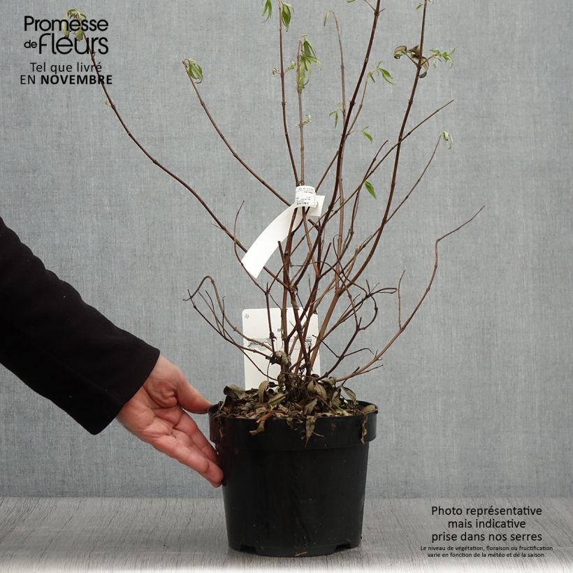 Amostra de Vitex agnus-castus Pink Pinnacle Vaso de 3 L/4 L tal como entregue no outono