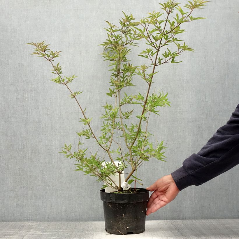 Amostra de Vitex agnus-castus Pink Pinnacle Vaso de 3 L/4 L tal como entregue no verão