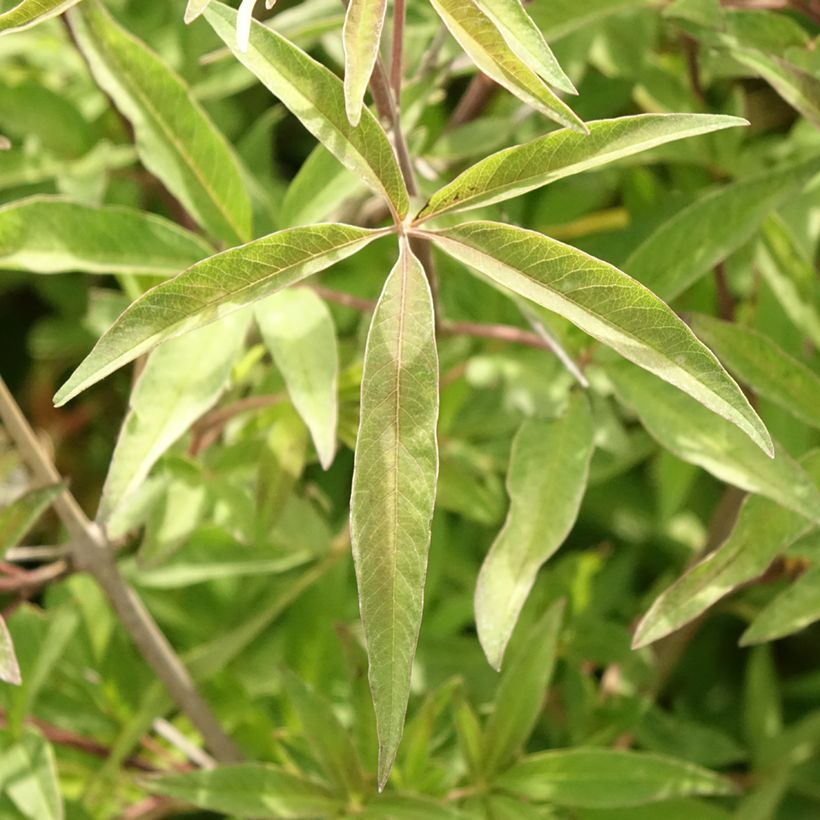 Vitex agnus-castus Pink Pinnacle (Folhagem)