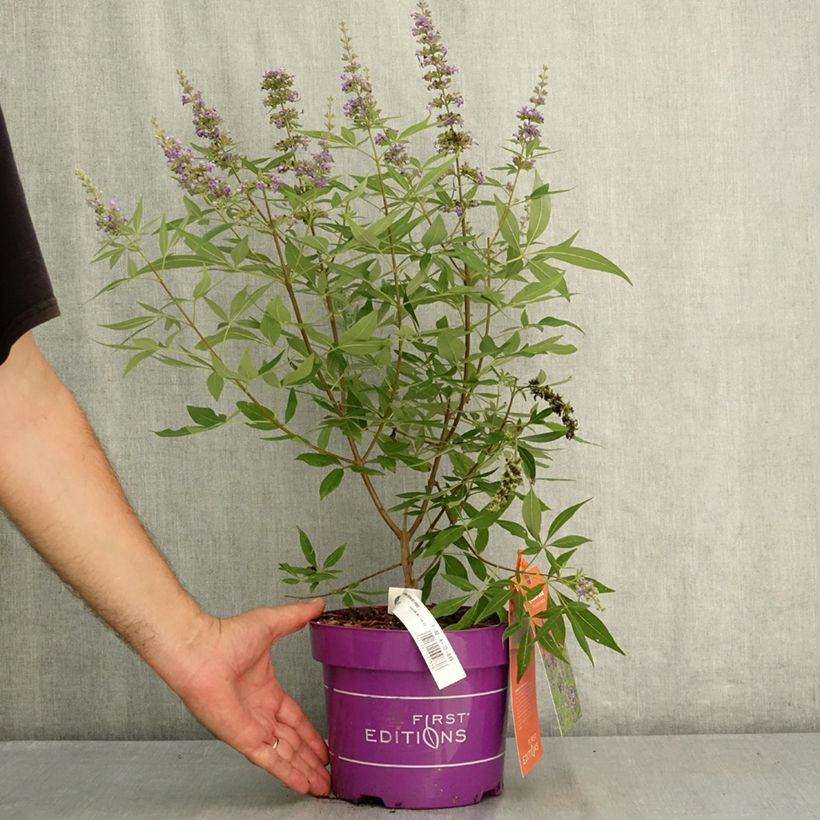 Amostra de Vitex agnus-castus Queen Bee Vaso de 3 L/4 L tal como entregue no verão