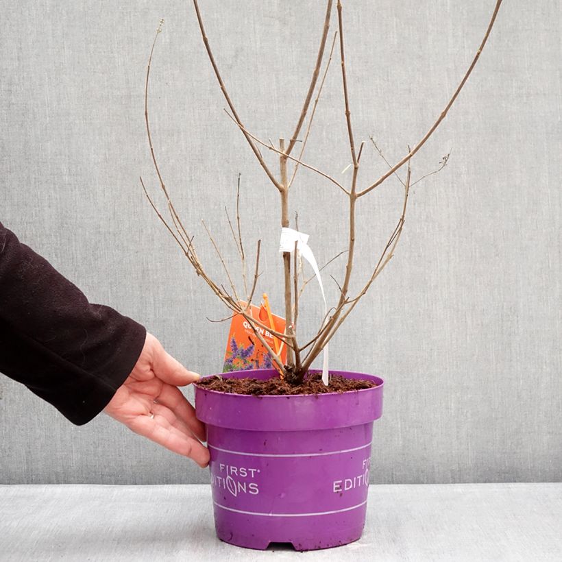 Amostra de Vitex agnus-castus Queen Bee Vaso de 3 L/4 L tal como entregue no inverno