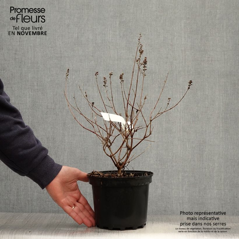 Amostra de Vitex agnus-castus Santamaria Vaso de 3 L/4 L tal como entregue no outono