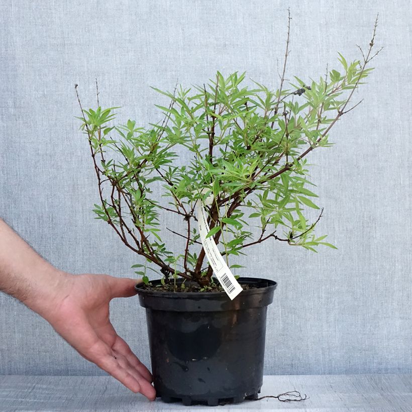 Amostra de Vitex agnus-castus Santamaria Vaso de 3 L/4 L tal como entregue no verão
