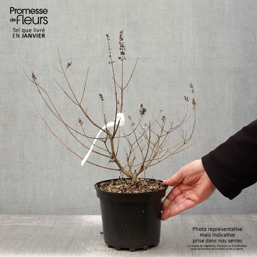 Amostra de Vitex agnus-castus Santamaria - Gattilier Vaso de 3 L/4 L tal como entregue no inverno