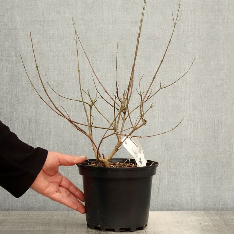 Amostra de Vitex agnus-castus Santamaria Vaso de 3 L/4 L tal como entregue na primavera