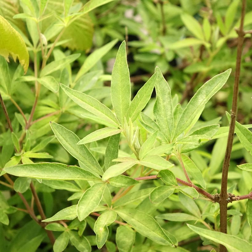 Vitex agnus-castus Santamaria (Folhagem)