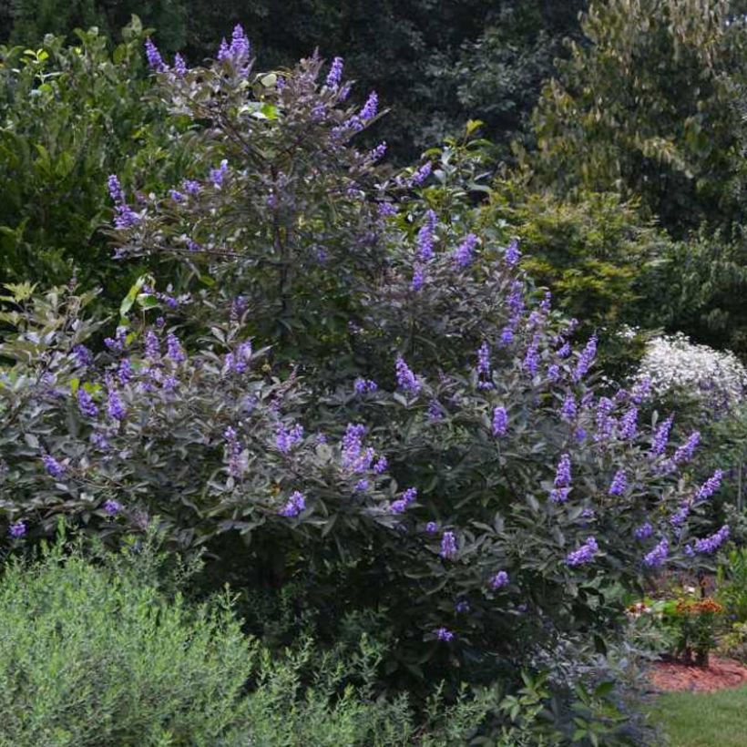 Vitex agnus-castus Flip Side (Hábito)