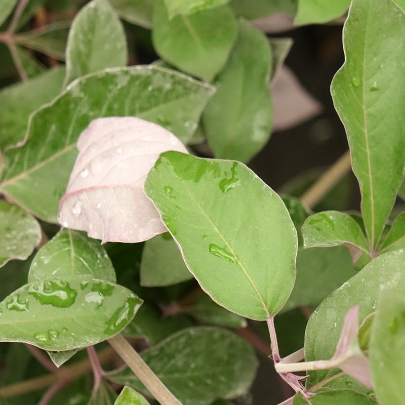 Vitex trifolia Purpurea (Folhagem)