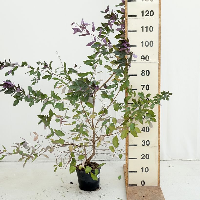 Amostra de Vitex trifolia Purpurea Vaso de 3 L/4 L tal como entregue no outono