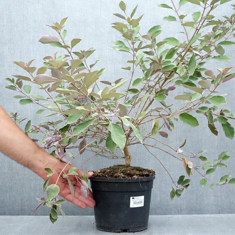 Amostra de Vitex trifolia Purpurea Vaso de 3 L/4 L tal como entregue no verão