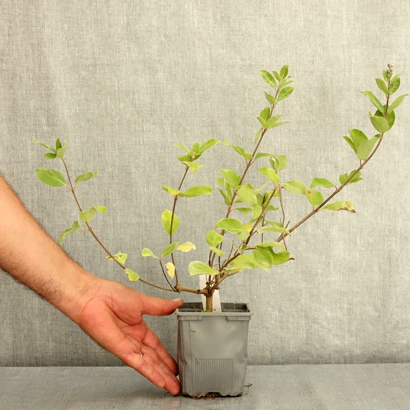 Amostra de Vitex × agnus-castus Chicagoland Blues Vaso de 12 cm/13 cm tal como entregue no verão