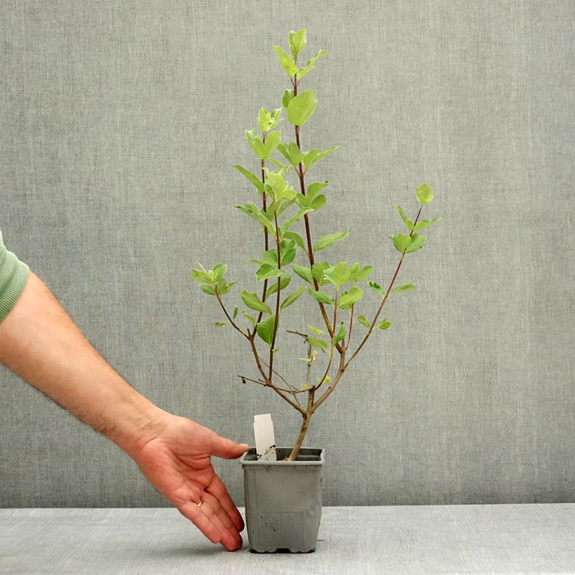 Amostra de Vitex × agnus-castus Chicagoland Blues Vaso de 12 cm/13 cm tal como entregue na primavera