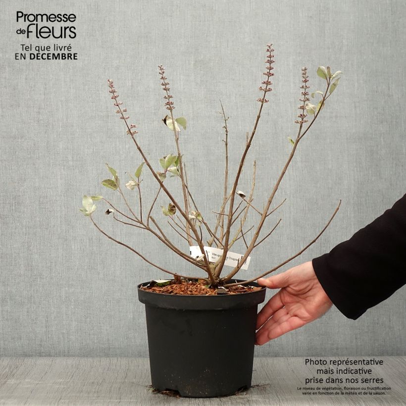 Amostra de Vitex × agnus-castus Chicagoland Blues Vaso de 3 L/4 L tal como entregue no outono