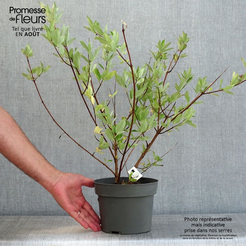 Amostra de Vitex × agnus-castus Chicagoland Blues Vaso de 3 L/4 L tal como entregue no verão