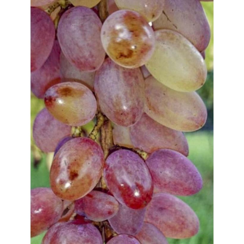 Videira Miss Pink - Vitis vinifera (Colheita)