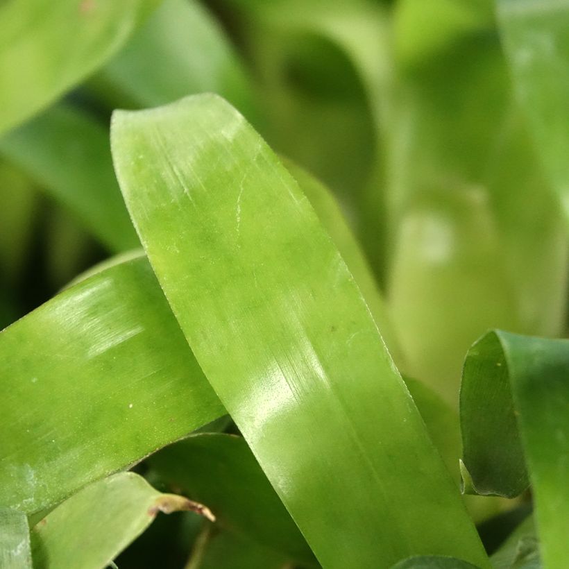 Vriesea carinata Christiane (Folhagem)