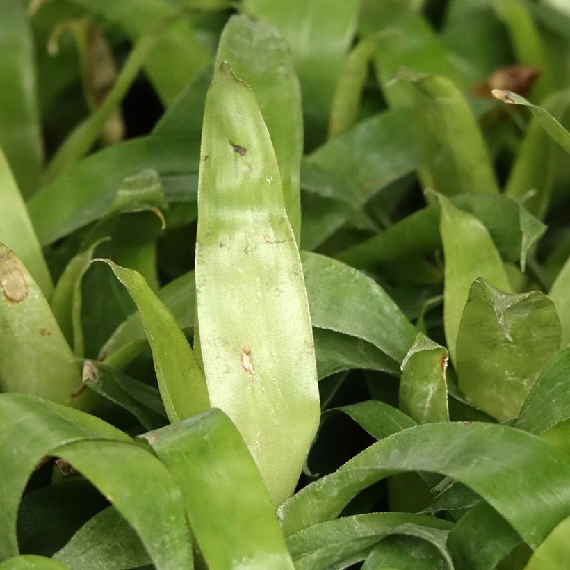 Vriesea carinata Delphinus (Folhagem)