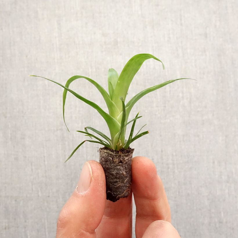 Amostra de Vriesea Kallisto Mini-plante tal como entregue na primavera