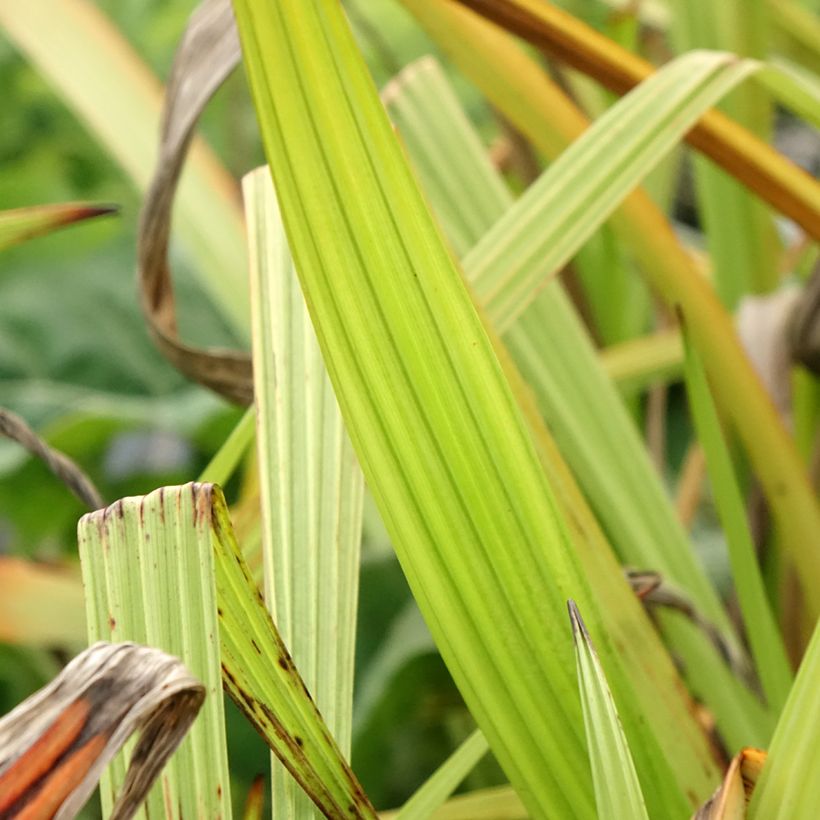 Wachendorfia thyrsiflora (Folhagem)