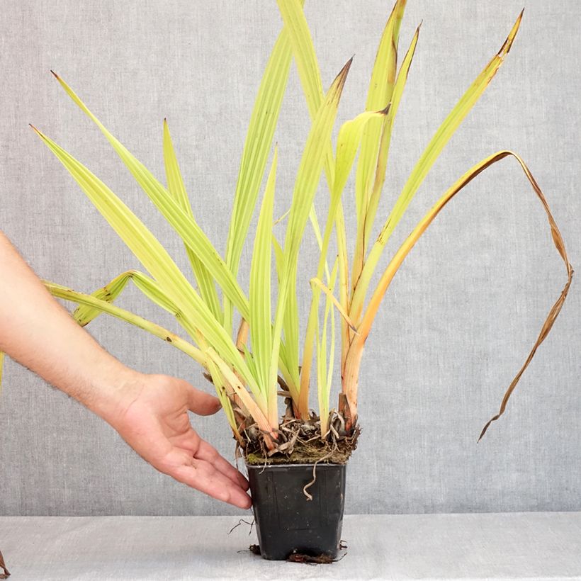 Amostra de Wachendorfia thyrsiflora Vaso de 10 cm/11 cm tal como entregue no verão