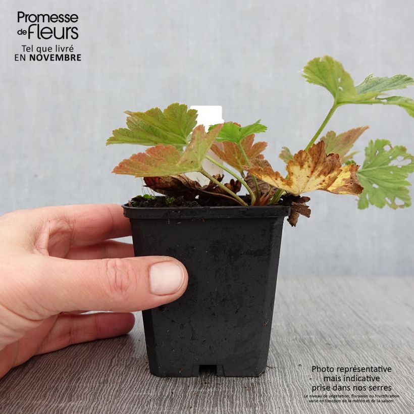 Amostra de Waldsteinia geoides Vaso de 8/9 cm tal como entregue no outono