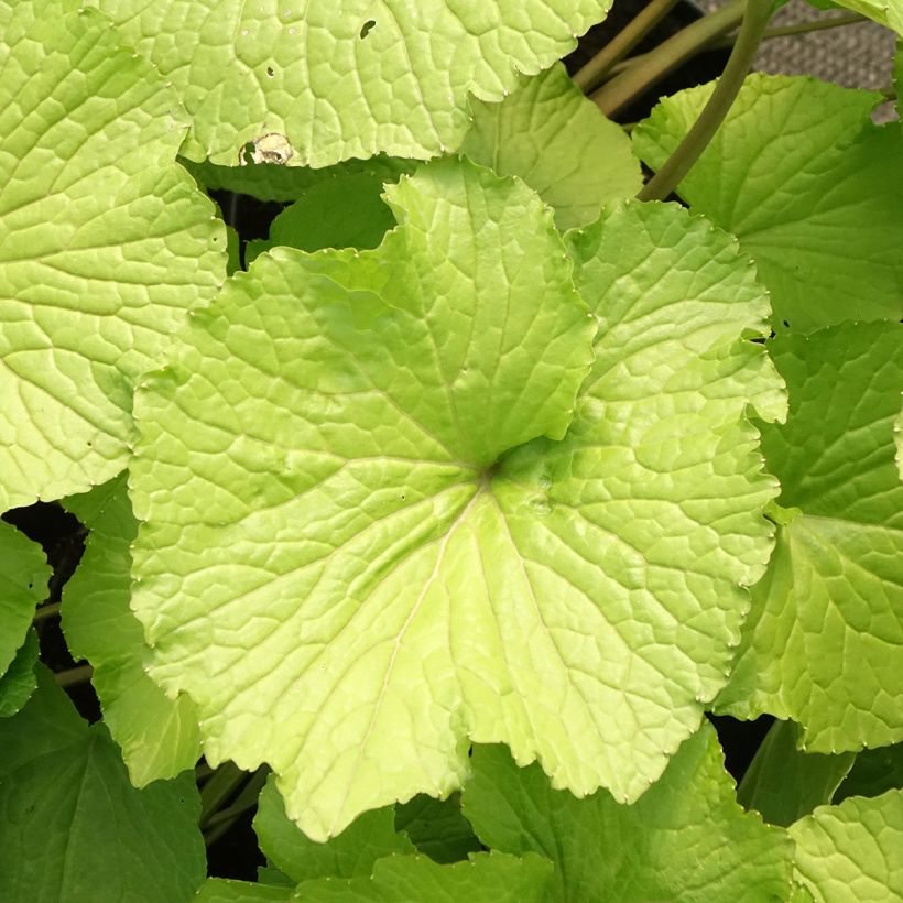 Wasabi - Wasabi japonica (Folhagem)