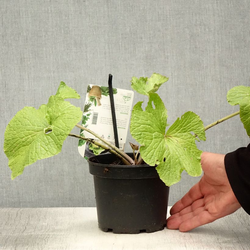 Amostra de Wasabi - Wasabi japonica Vaso de 1,5 L/2 L tal como entregue no verão