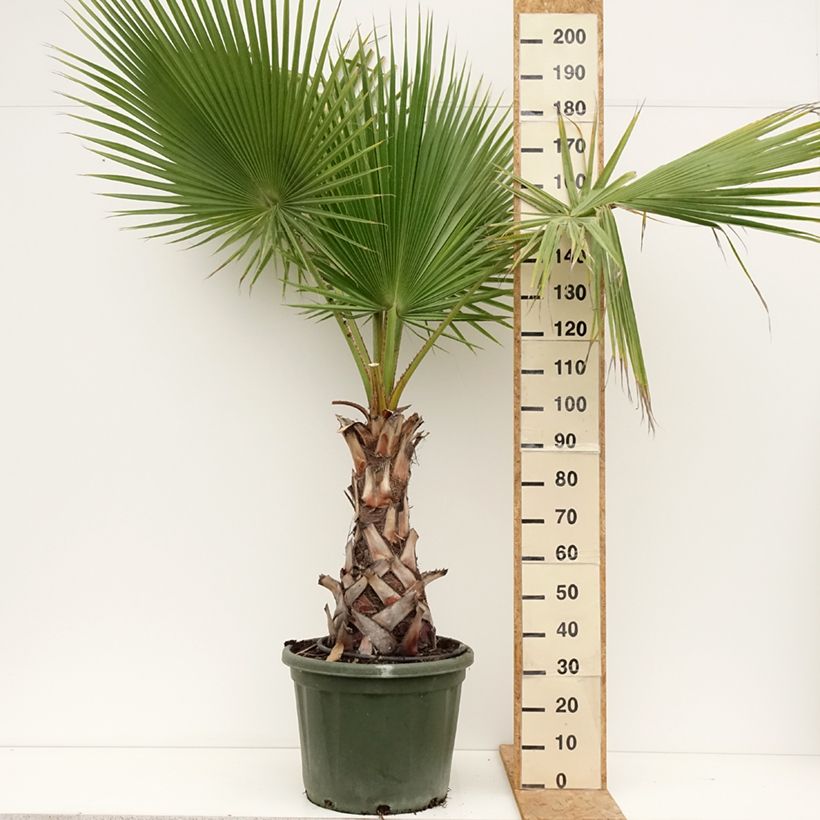 Amostra de Washingtonia robusta Vaso de 50 L/55 L tal como entregue no verão