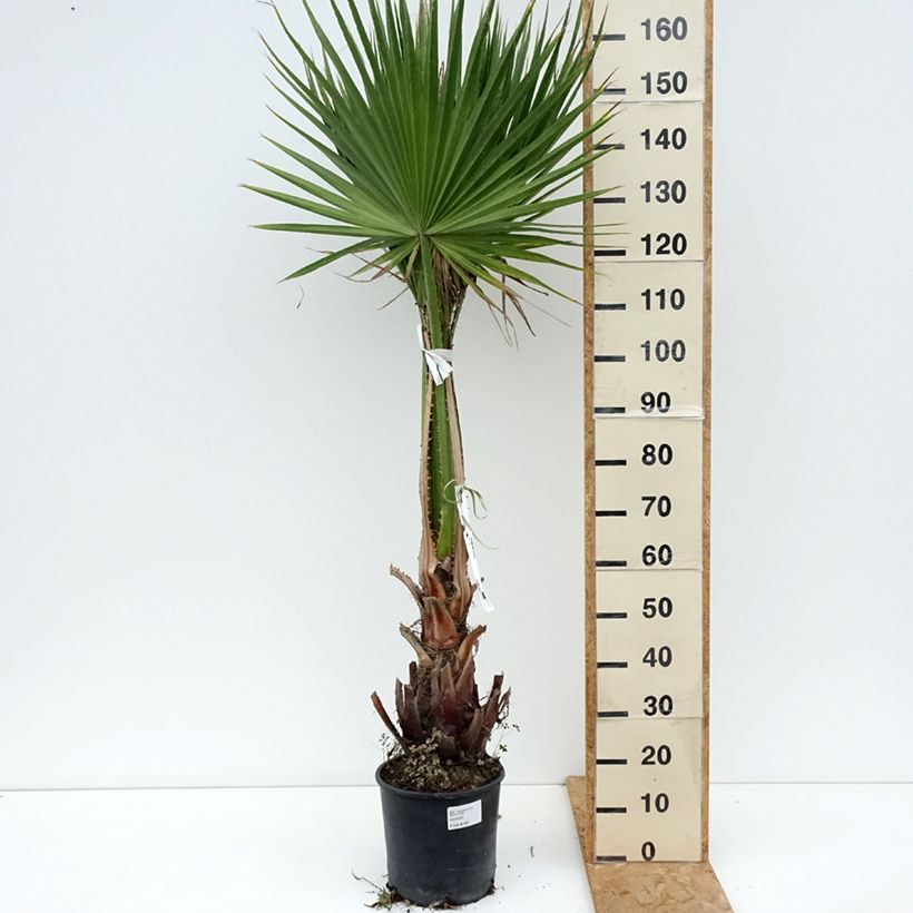 Amostra de Washingtonia robusta Vaso de 7,5 L/10 L tal como entregue na primavera