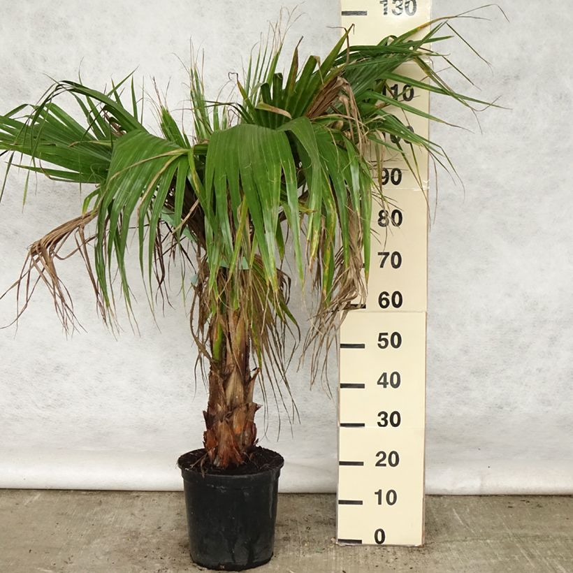 Amostra de Washingtonia robusta Vaso de 7,5 L/10 L tal como entregue na primavera