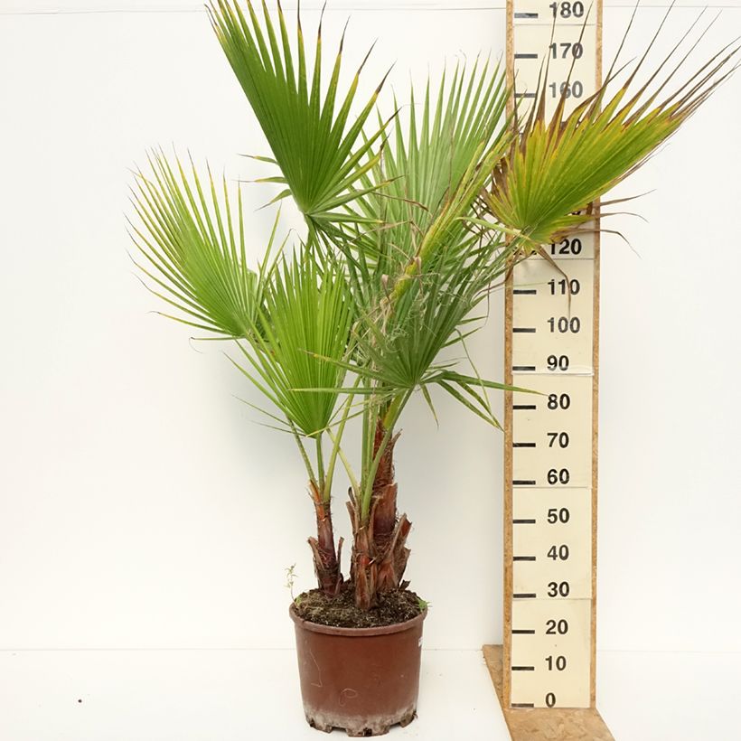 Amostra de Washingtonia robusta Vaso de 20 L/25 L tal como entregue no verão