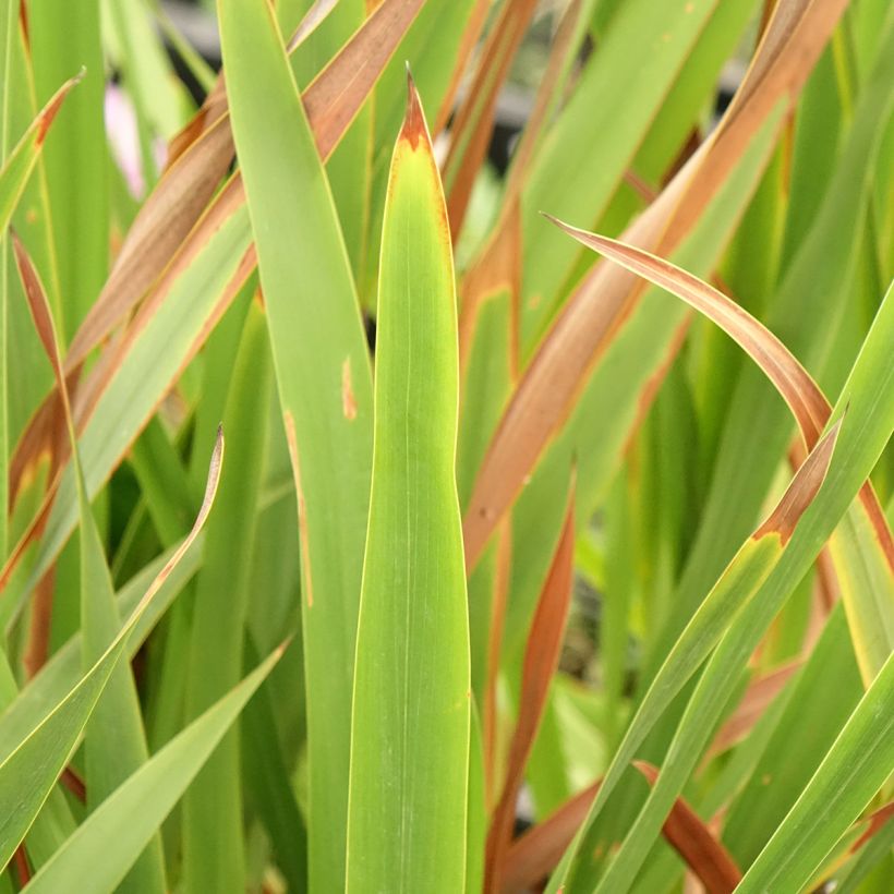 Watsonia borbonica (Folhagem)