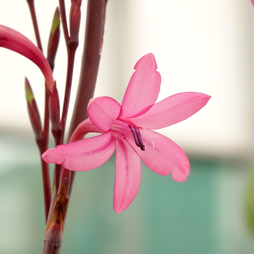 Watsonia borbonica (Floração)