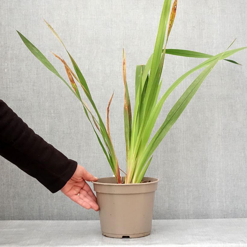 Amostra de Watsonia borbonica - Watsonie de Bourbon Pot de 4L/5L tal como entregue no inverno