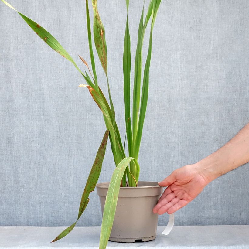Amostra de Watsonia borbonica Vaso de 4 L/5 L tal como entregue na primavera