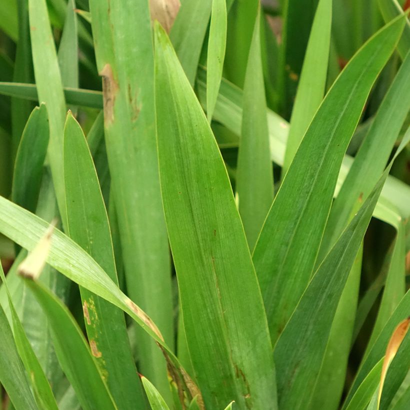 Watsonia gigantea (Folhagem)