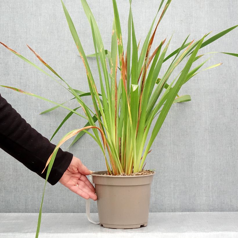 Amostra de Watsonia gigantea Vaso de 4 L/5 L Calibre 10+ tal como entregue na primavera