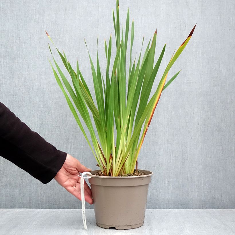 Amostra de Watsonia gigantea Vaso de 4 L/5 L Calibre 10+ tal como entregue no outono