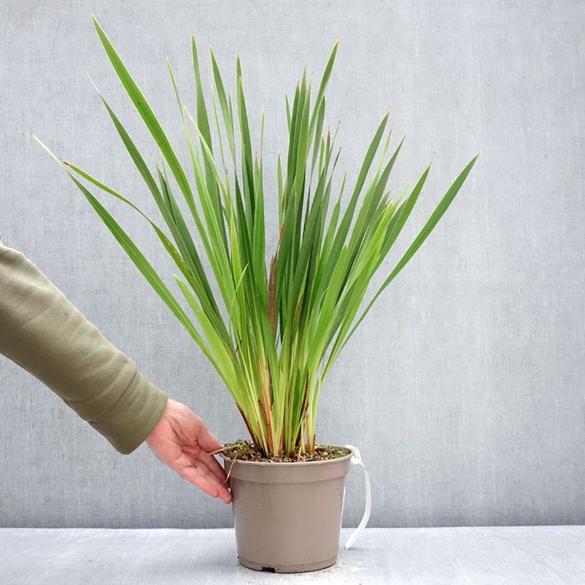 Amostra de Watsonia gigantea - Watsonie Vaso de 4 L/5 L size 10+ tal como entregue no inverno