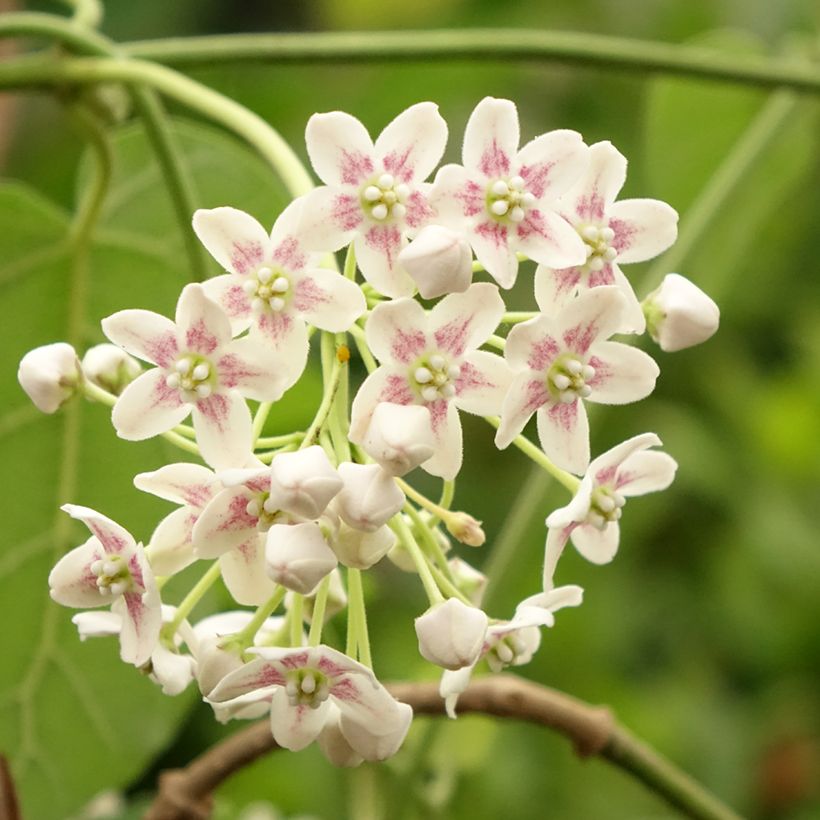 Dregea sinensis (Floração)