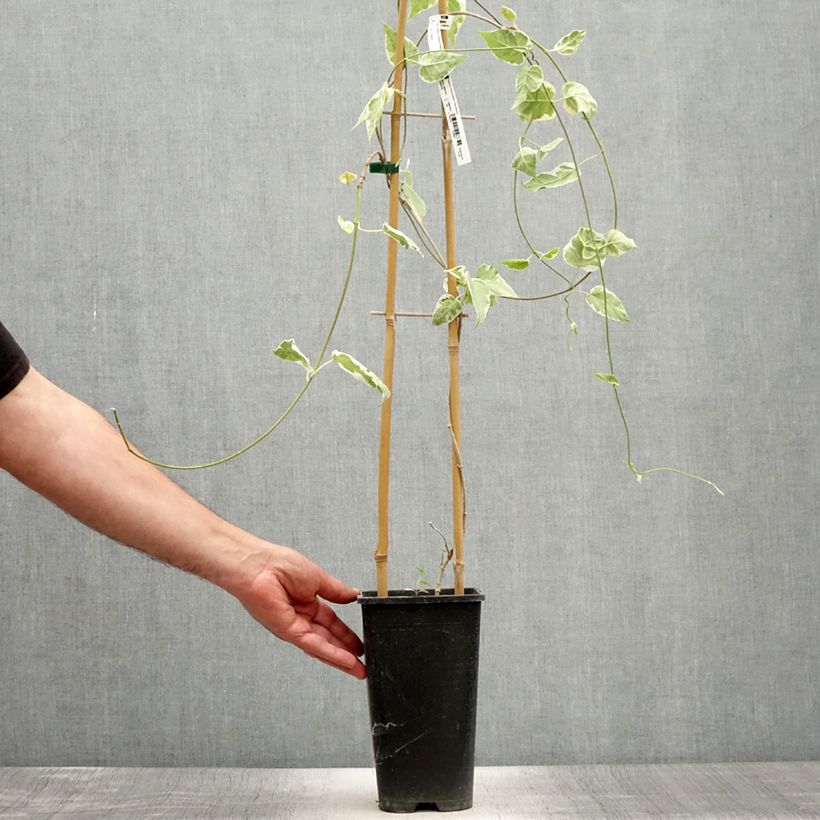 Amostra de Wattakaka sinensis Variegata Vaso de 2 L/3 L tal como entregue no verão